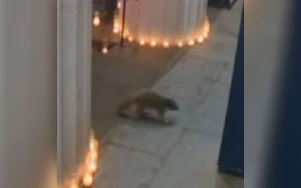 On camera, a raccoon was seen sprinting through St. Joseph's Church in Greenwich Village, Manhattan, United States. It skittered past people on Sixth Avenue and through the front doors.