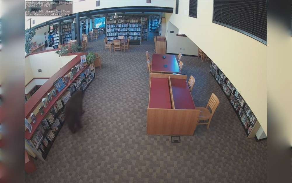 A black bear entered the Mammoth Lakes Library, one of the Mono County Free Libraries in California, on October 14. After entering, the bear immediately proceeded to the staff snack area and eat cookies, peanut butter, peach cups, and a single jar of honey.