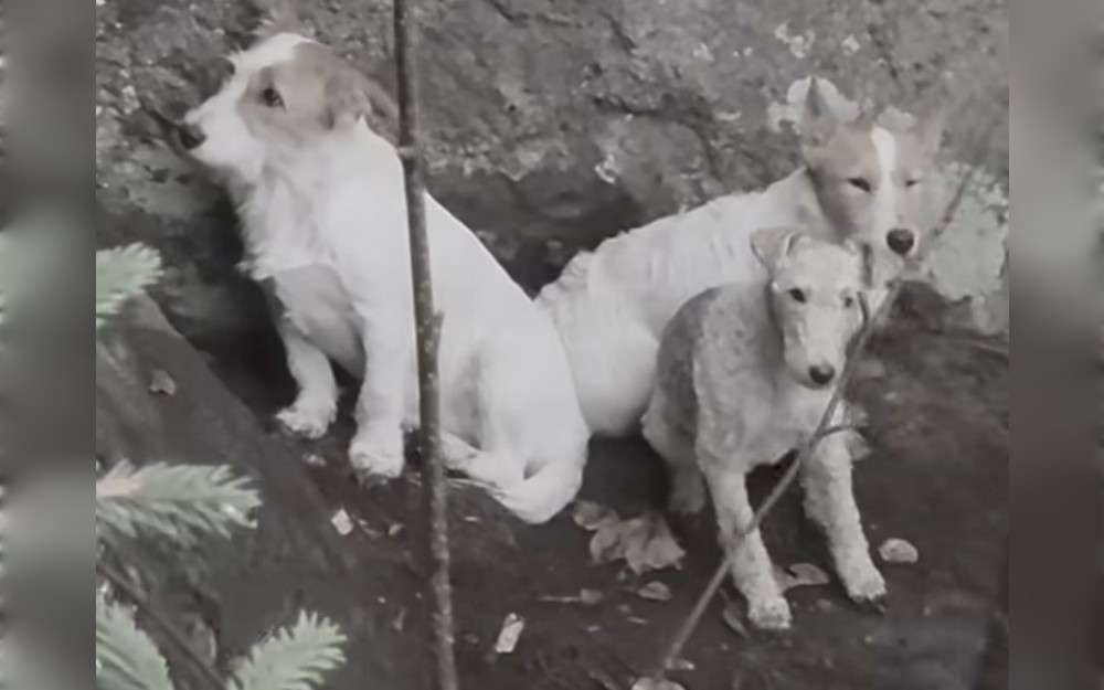 Three dogs that were stranded on a 75-foot cliff in the Laurentians for five days were rescued by a Quebec animal rescue named Sauvetage Animal Rescue on October 19 after they fell about thirty feet and were stuck on a cliffside plateau near Sainte-Agathe-des-Monts zipline park for five days. 