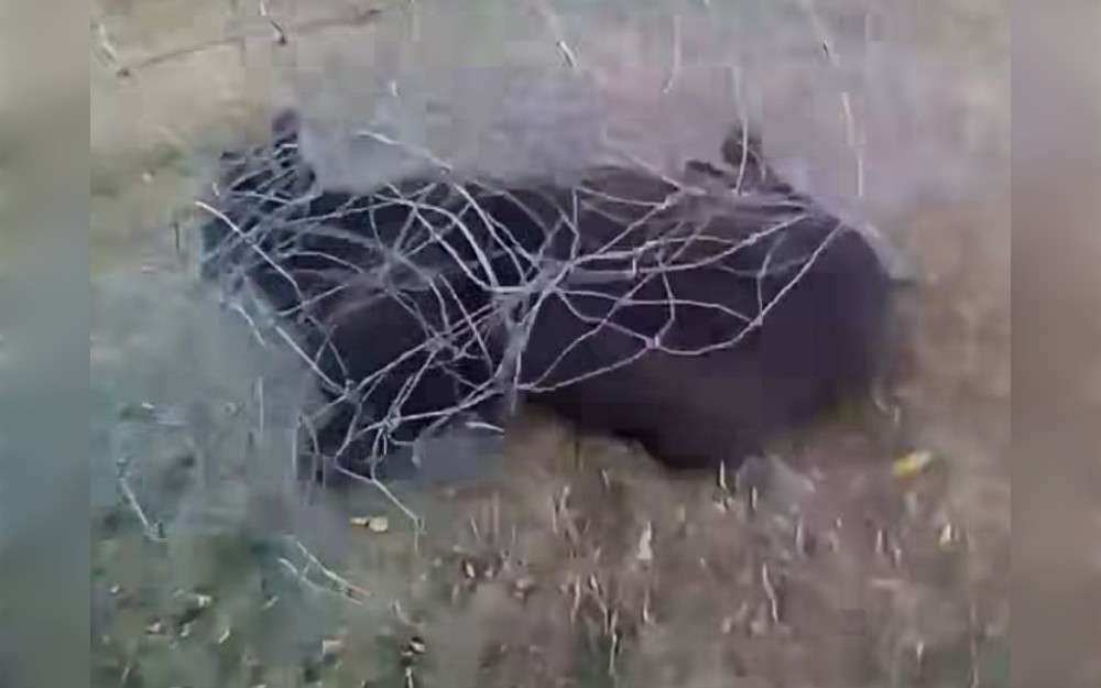 Recently, a bull moose that was stuck in the concrete bowl of Red Lodge's skate park, Idaho, United States, was rescued by wildlife crews and first responders.The bull moose became stuck in the deep concrete bowl with slick sides after wandering into the skate park. 